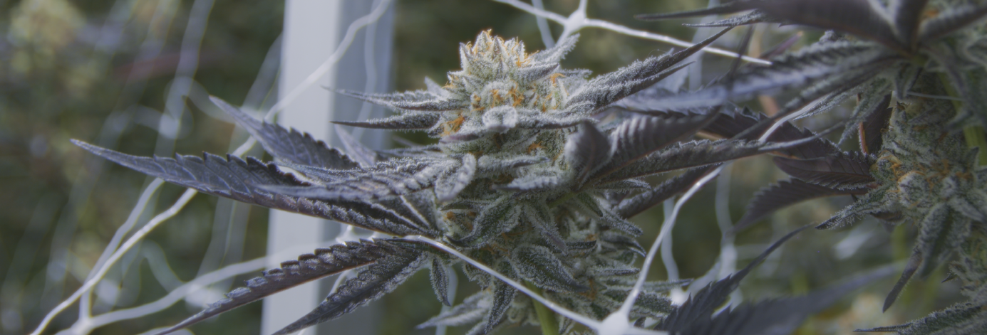 Cannabis flower