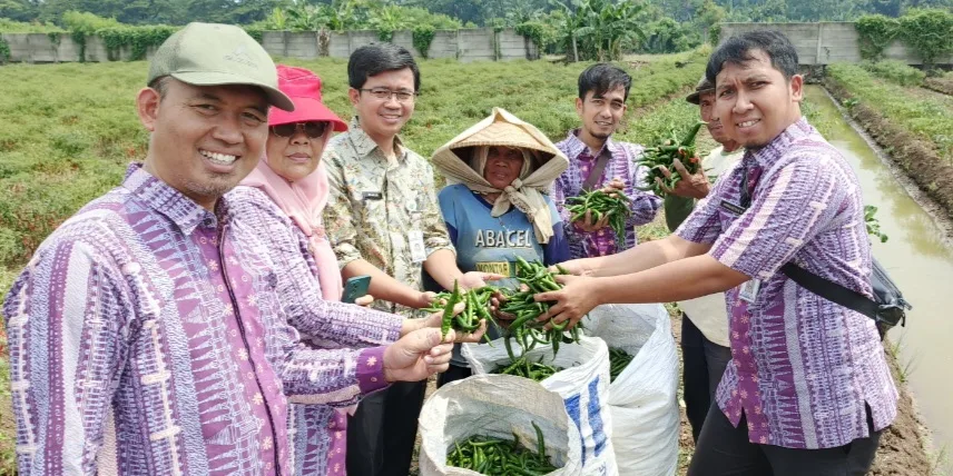 Petani Kota Tangerang Panen Cabai Hijau Besar