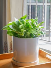 Vanilla 6" Almond Ceramic Planter Seconds Sale