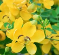 Aavaram Poo Idli Milagai Podi 100 Gms