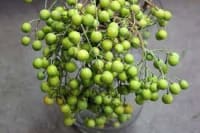 Chaina Berry green - 500 Gms