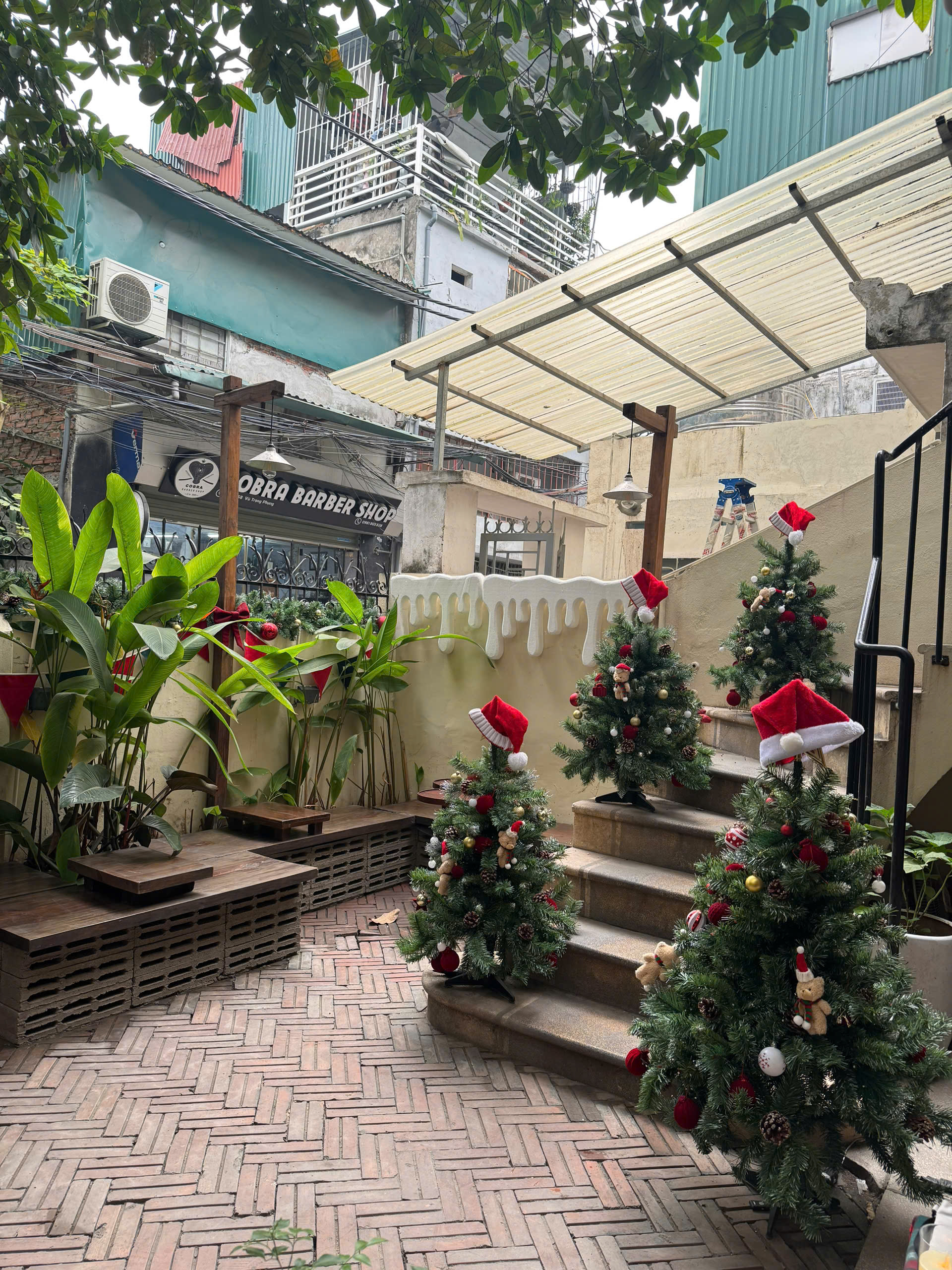 ther cây thông ther cây thông