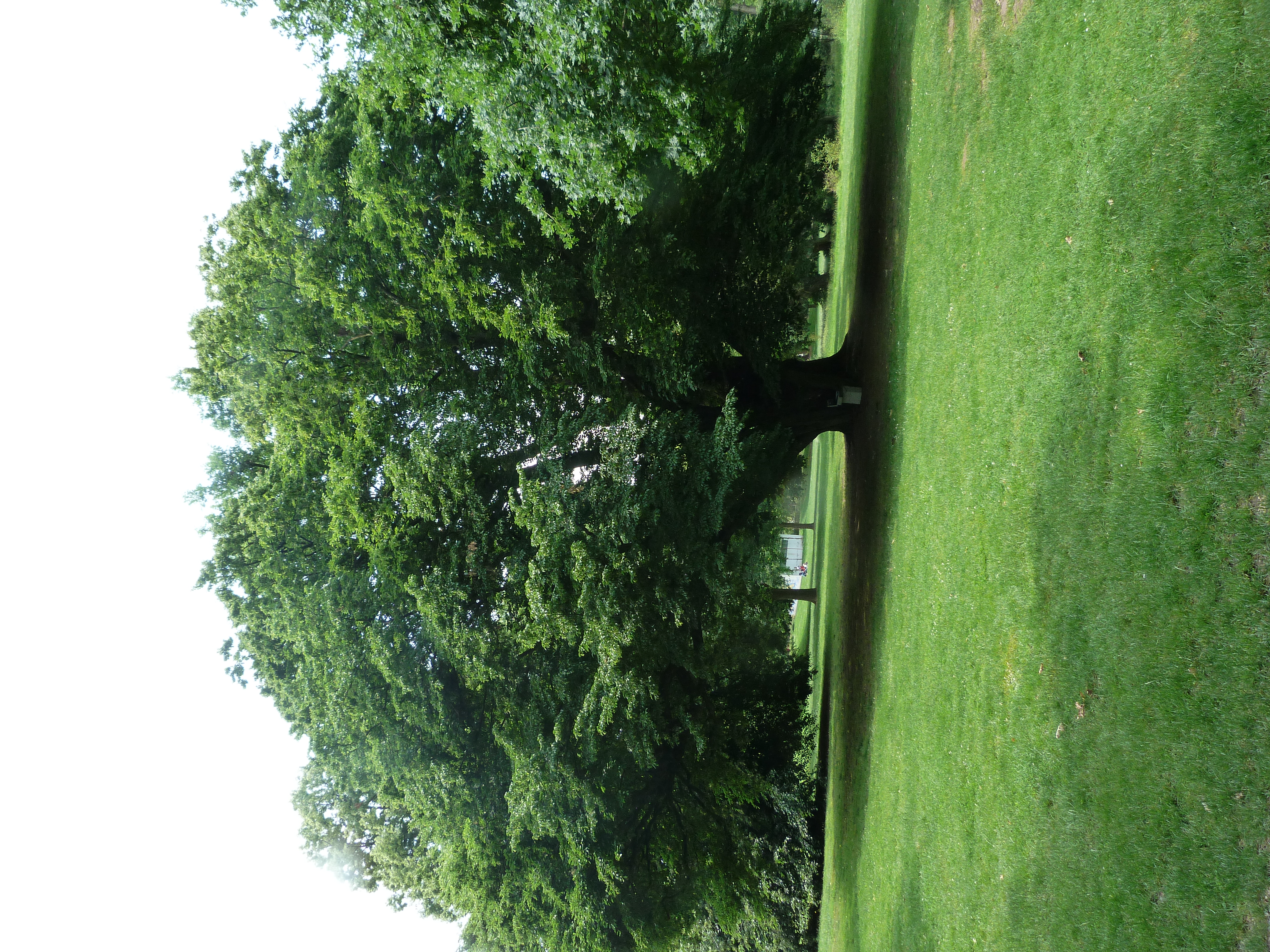 Baumpflege in Aktion