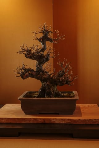 Budding bonsai tree