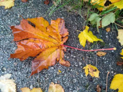 Начало учебного года в Новгородской области