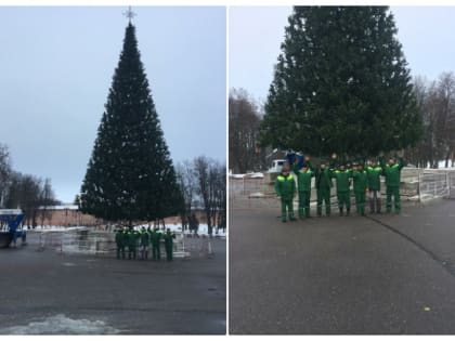 Новогодняя ель в Великом Новгороде собрана