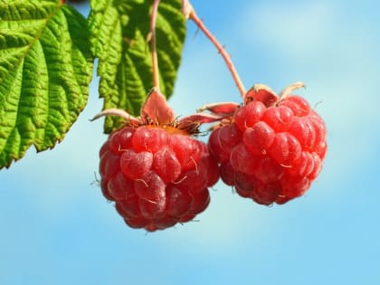 Малина – для сердца и мозга