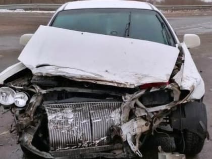 В Парфинском районе водитель сбил лося