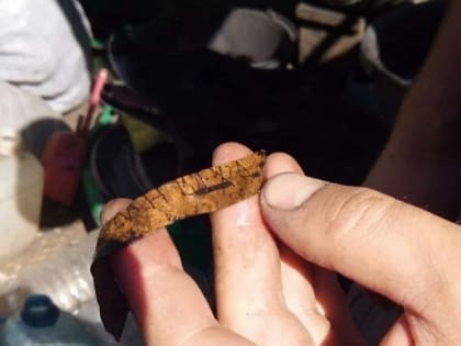 На Пятницком раскопе в Старой Руссе нашли берестяную грамоту