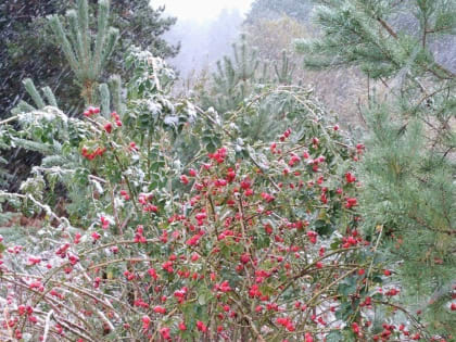 В Новгородскую область пришёл первый снег