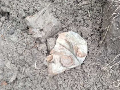 В Чудовском районе поисковики нашли останки красноармейцев в придорожной канаве