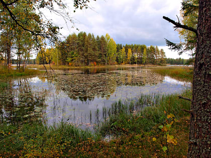 Петушки  в иллюминаторе