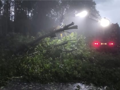 В Маловишерском районе шквалистый ветер повалил на трассу более 50 деревьев