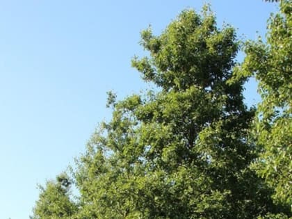 Судьбу новгородских деревьев будет решать ландшафтный дизайнер