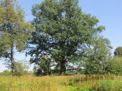 В Новгородской области осталось менее 1% широколиственных лесов