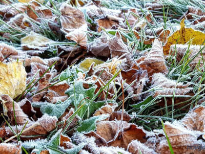 В Новгородской области ожидаются заморозки
