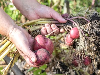 Фермерам сообщили название супервыгодных семян