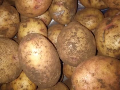 Не ждите хорошего урожая, если вы сажаете картошку этим способом