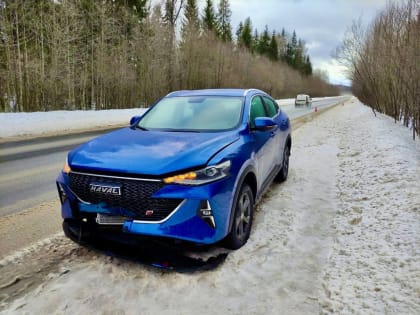 На юго-западном обходе Великого Новгорода водитель сбил насмерть косулю