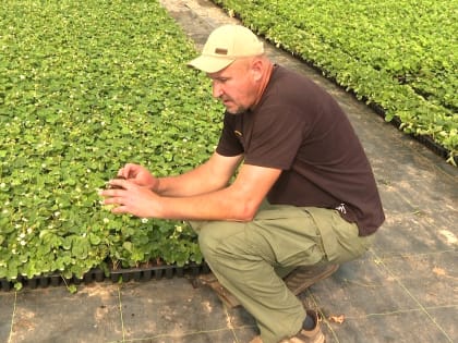 Фермеры Новгородской области борются за урожай клубники