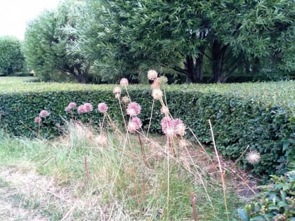 В Новгородской области зарегистрировали 14 случаев клещевого боррелиоза