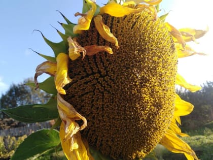 Летнее тепло продержится в Новгородской области ещё несколько дней