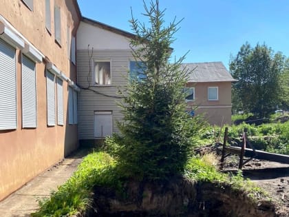 Ещё одну ель попытаются пересадить в Веряжский парк от центра Варухина