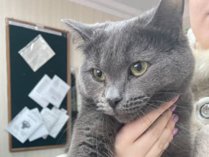 Россельхознадзор разрешил новгородской кошке Белке уехать в Германию