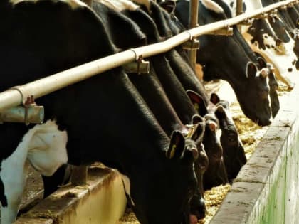 Лучшие сельскохозяйственные организации Новгородской области по продуктивности коров