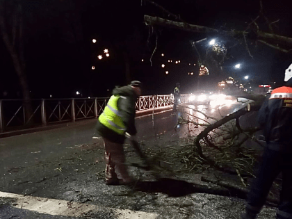 В Великом Новгороде утром оперативно убрали упавшее на дорогу дерево