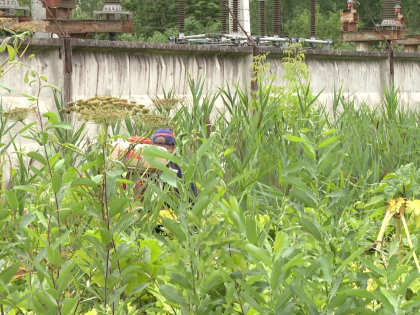 В Великом Новгороде уничтожат 35 очагов борщевика