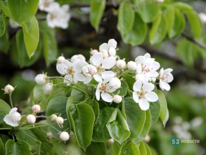 Стало известно, когда в Великий Новгород придёт долгожданное потепление