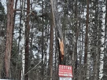 19.01.2023 сотрудниками отдела благоустройства Администрации Окуловского муниципального района было обнаружено аварийное дерево