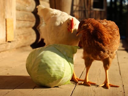 Капустки в Витославлицах проведут 2 октября