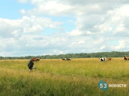 Фермерам Новгородской области рассказали, как получить грант «Агростартап»