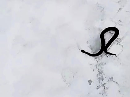 В окуловском посёлке Торбино проснулись змеи