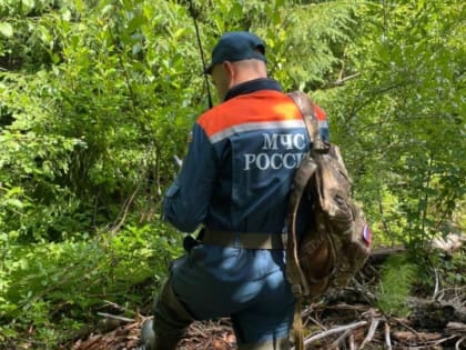 Тело пропавшего в лесу мужчины нашли в Любытинском районе