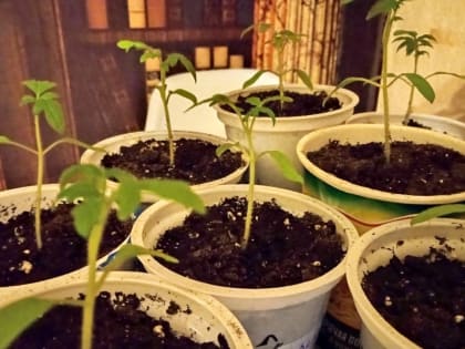 Дачникам рассказали о распространённой ошибке при посеве семян