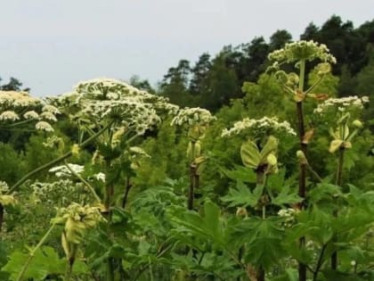 На экспериментальных площадках в южной части национального парка «Валдайский» определят наиболее эффективные методы борьбы с борщевиком