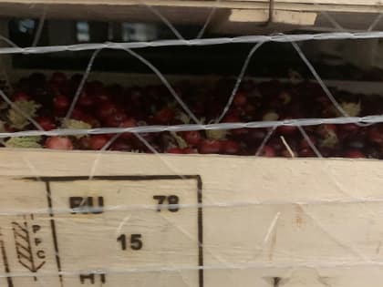Экспорт лесных ягод из Новгородской области достигает новых высот