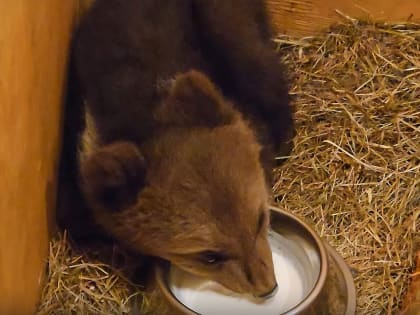 В Тверской области борются за спасение новгородского медвежонка