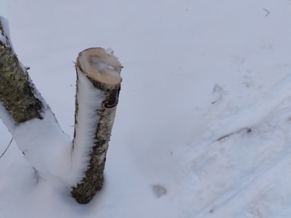 Маргиналы, хулиганы или лыжники: кто вырубает берёзы в роще в Псковском районе?