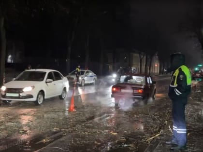 Дерево упало на проезжую часть в Великом Новгороде