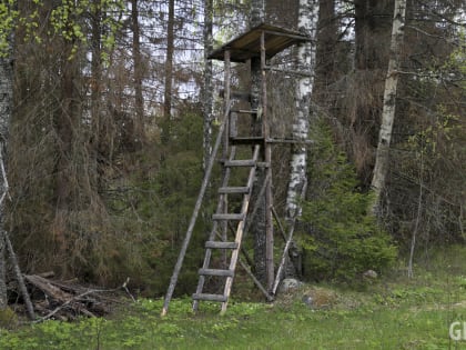 В Демянском районе зарегистрирован очаг африканской чумы свиней