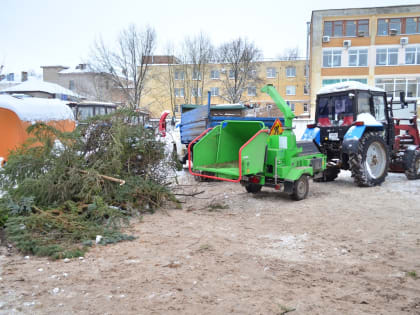 Новгородцам рассказали, как правильно утилизировать живые ёлки после праздников