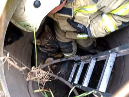 Солецкие пожарные спасли собаку, провалившуюся в открытый колодец