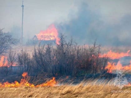 На землях лесного фонда, расположенных на территории Новгородской области, вводится особый противопожарный режим