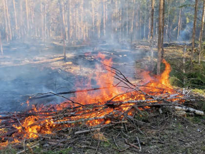 Пожарная безопасность в Новгородской области: особый режим и меры предосторожности