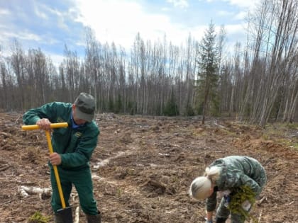 Лесничества Новгородской области активно принимают участие в международной акции «Сад памяти».