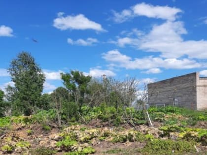 28 и 29 мая 2022 года на территории Окуловского городского поселения проводился 1 этап работ по уничтожению борщевика Сосновского